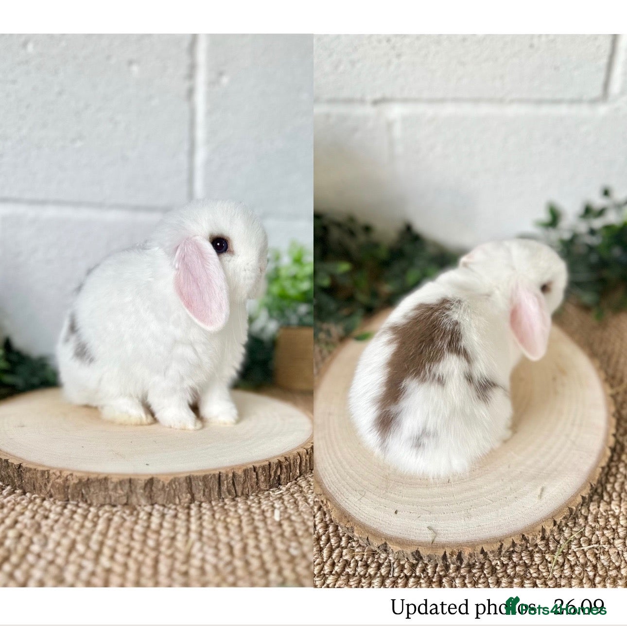 Mini Lop rabbits Mini Lops available to reserve🐰🌿  - Advert 1