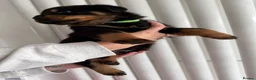Rottweiler dogs for sale: Beautiful German bloodline Rottweiler puppies - Advert 12