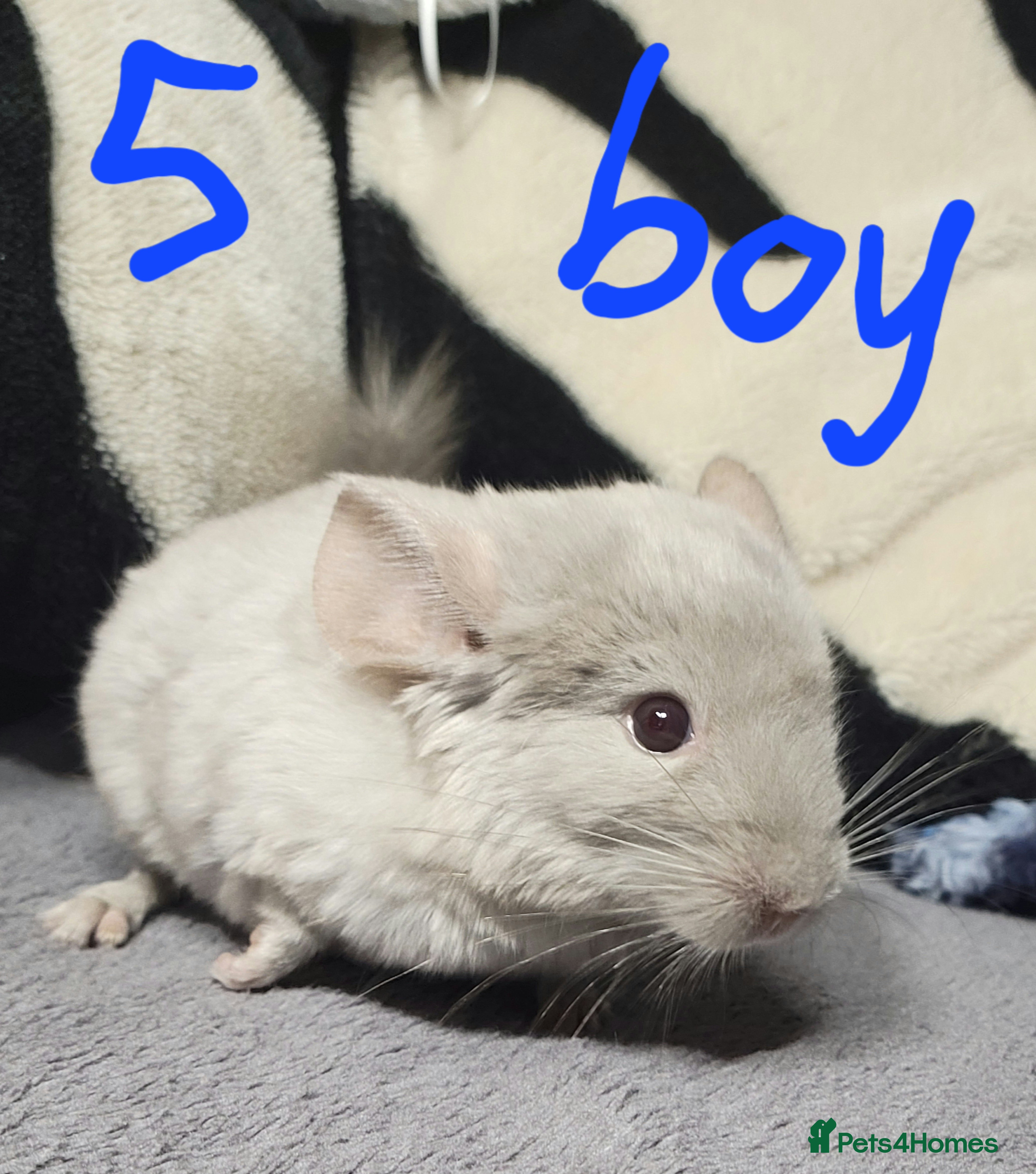 Chinchilla rodents Various baby chinchillas for sale - Advert 11
