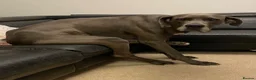 Great Dane dogs for sale: Great Dane Looking For Loving New Home - Advert 3