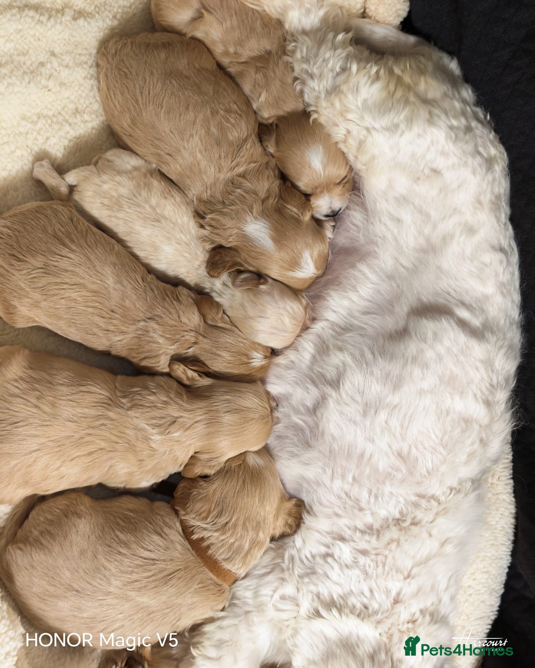 Maltipoo dogs for sale: Miniature Maltipoo Ready to leave soon - Advert 6