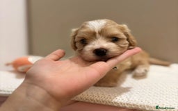 Maltipoo dogs for sale:  Beautiful Toy/Mini Maltipoo Puppies! - Image 8