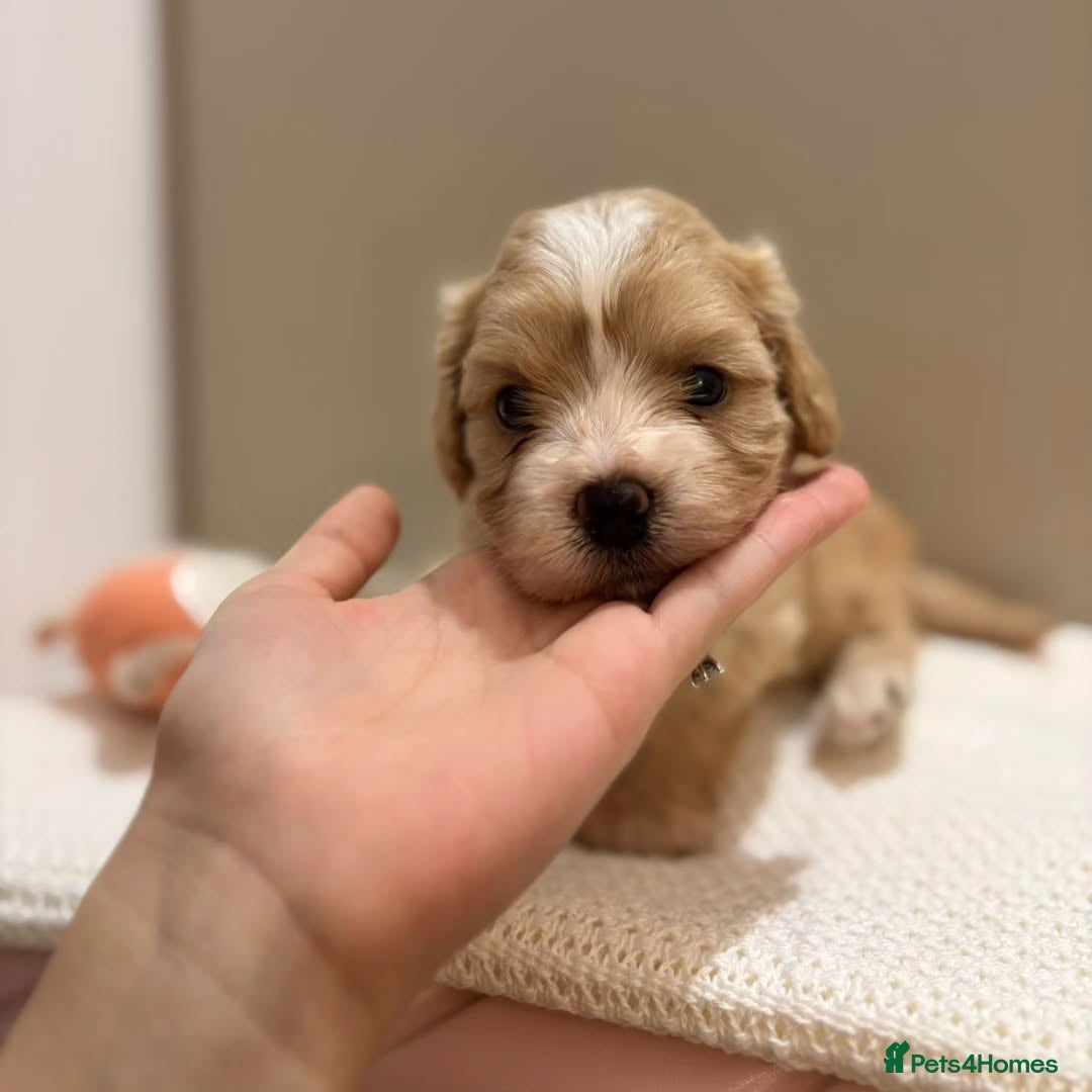 Maltipoo dogs for sale:  Beautiful Toy/Mini Maltipoo Puppies! - Image 8