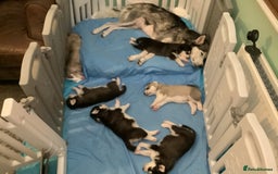 Siberian Husky dogs for sale: Gorgeous husky pups - Image 14