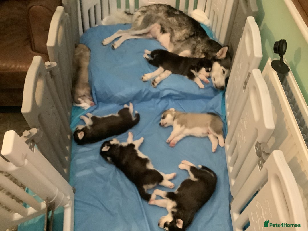 Siberian Husky dogs for sale: Gorgeous husky pups - Image 14