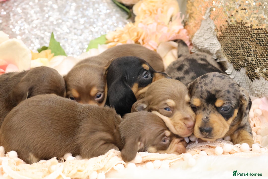 Miniature Dachshund dogs for sale: KC Miniature Dachshund Puppies - Advert 26