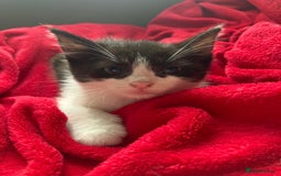 British Shorthair cats for sale: Beautiful kittens looking for new home  - Image 14