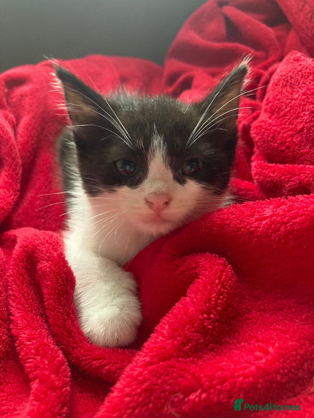 British Shorthair cats for sale: Beautiful kittens looking for new home  - Image 14
