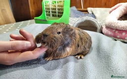 Guinea Pig rodents for sale: Five gorgeous male guinea pigs different breeds in Milnthorpe - Image 10
