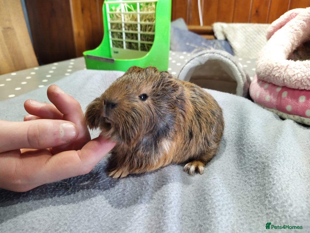 Guinea Pig rodents for sale: Five gorgeous male guinea pigs different breeds in Milnthorpe - Image 10