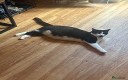 Mixed Breed cats for sale: 3 beautiful little kittens for sale.  - Image 4