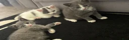 Domestic Shorthair cats for sale: 3 Boy Kittens Looking for Loving Homes - Advert 5