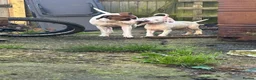 Mixed Breed dogs for sale: american bulldog cross staff - Advert 3