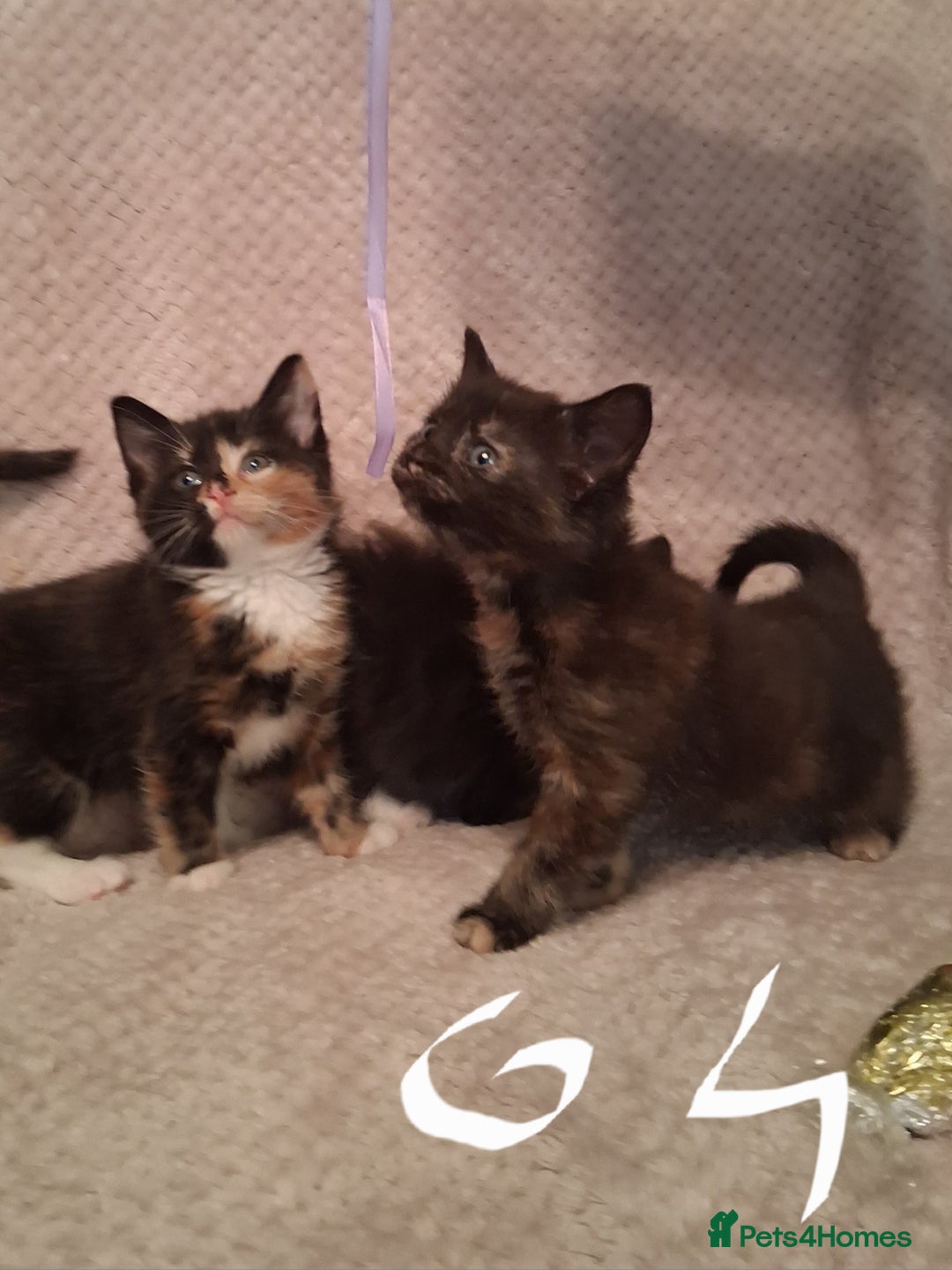 Maine Coon cats for sale: Beautiful Maine Coon kittens  - Advert 24