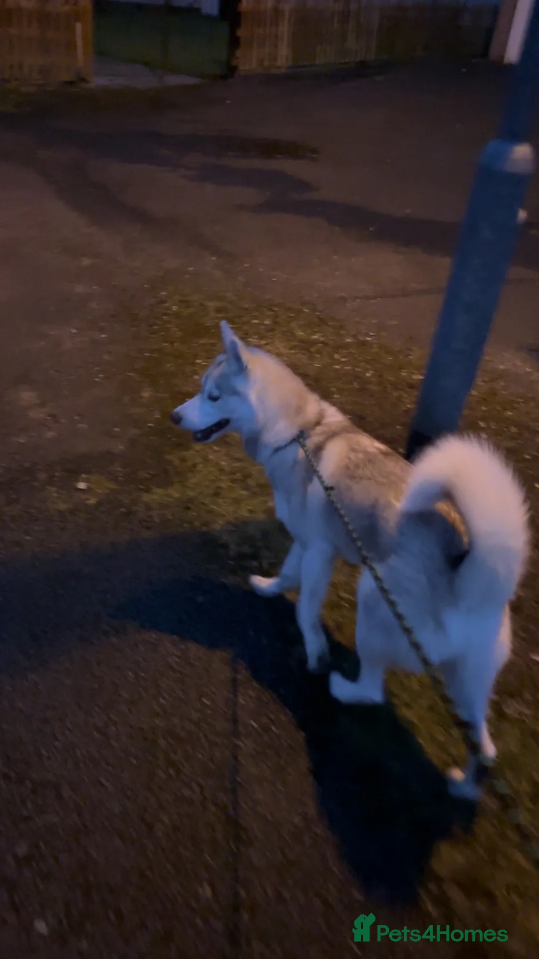 Siberian Husky dogs for sale: Beautiful male husky  - Advert 3