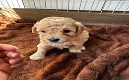 Poochon dogs for sale: Poochon Puppies - Image 14