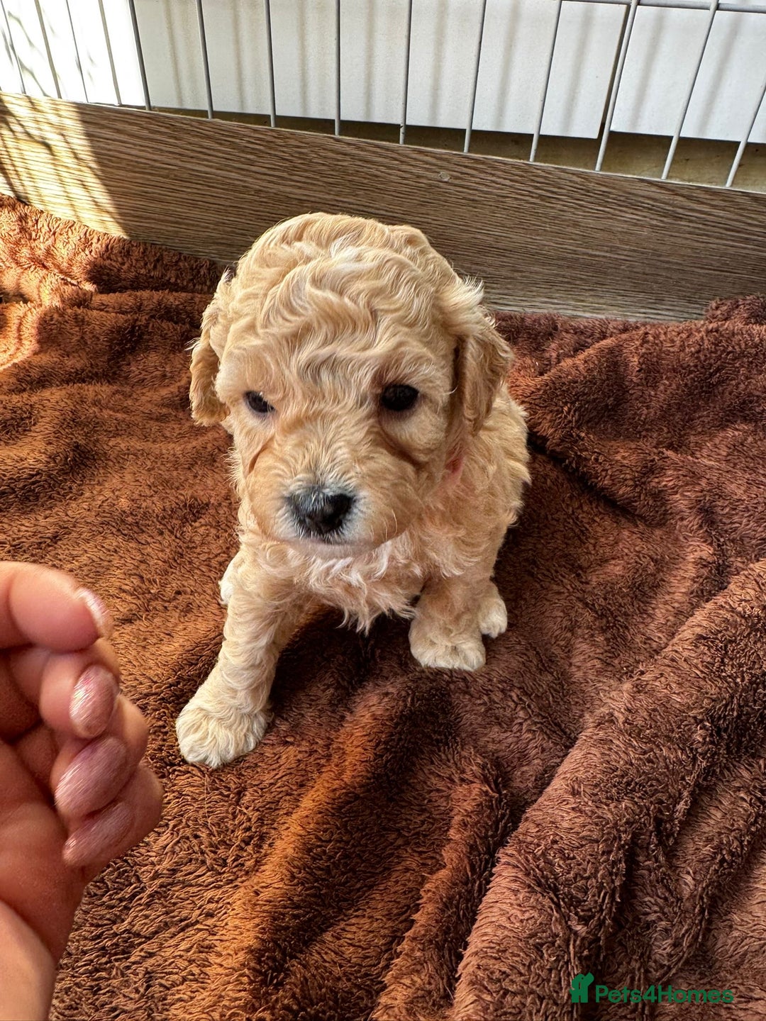 Poochon dogs for sale: Poochon Puppies - Image 14