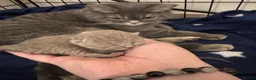 British Shorthair cats for sale: 5 Beautiful British Shorthair Kittens  - Advert 10