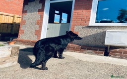 German Shepherd dogs for sale: German Shepherds. 2 left to go.. - Image 11