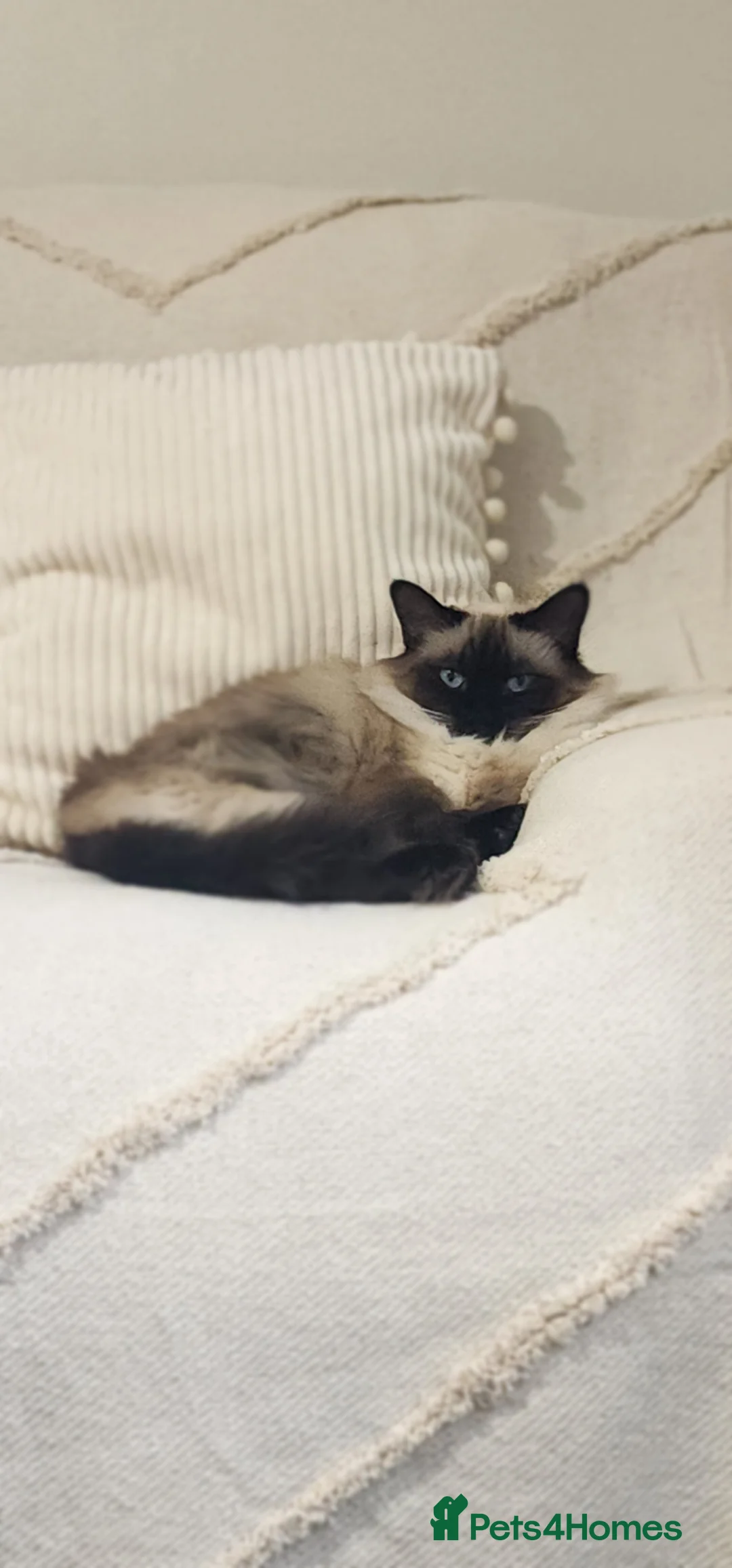 Ragdoll cats for sale: Pretty friendly cat looking for a loving new home in Stourbridge - Advert 2