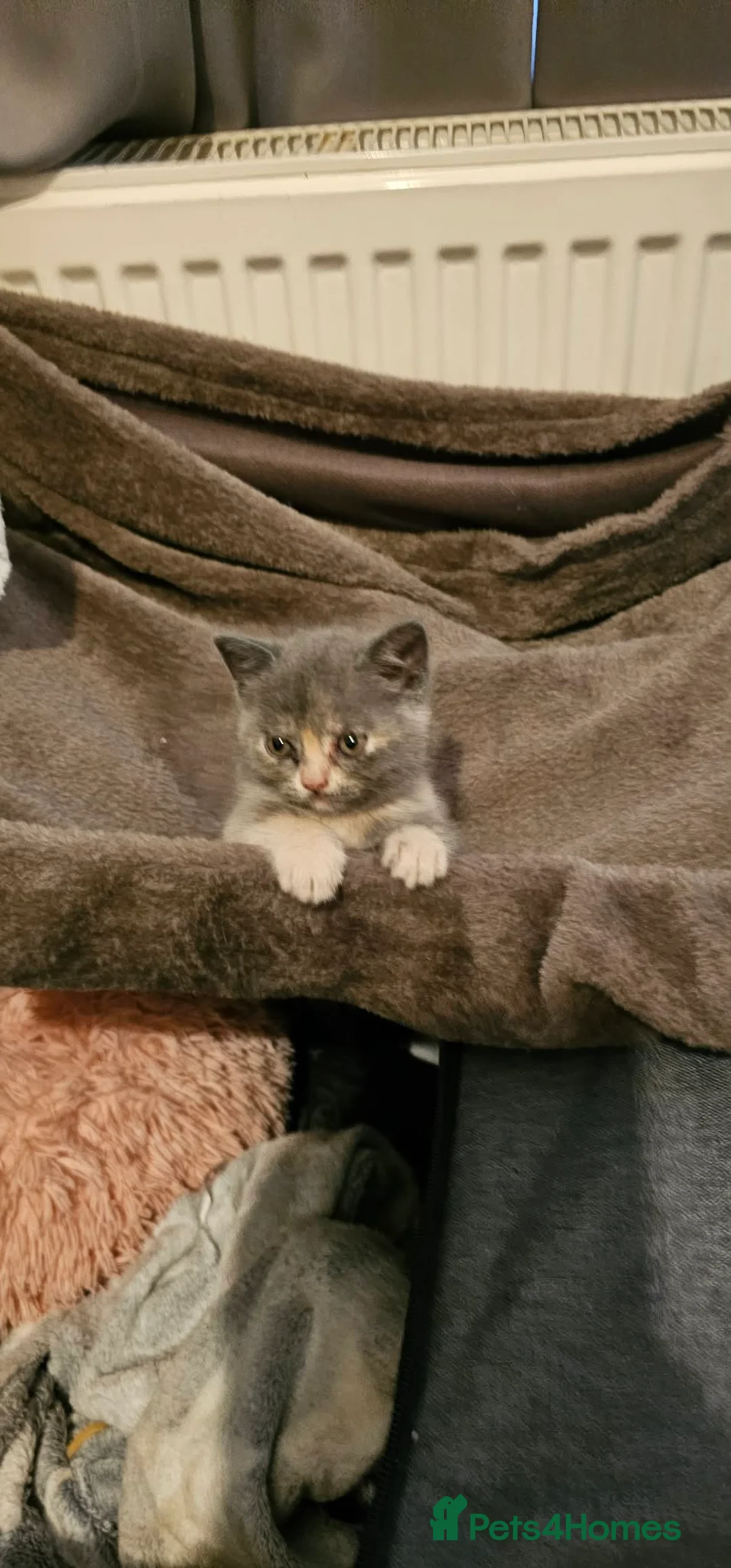 British Shorthair cats for sale: 4 lovely British shorthair kittens - Advert 33