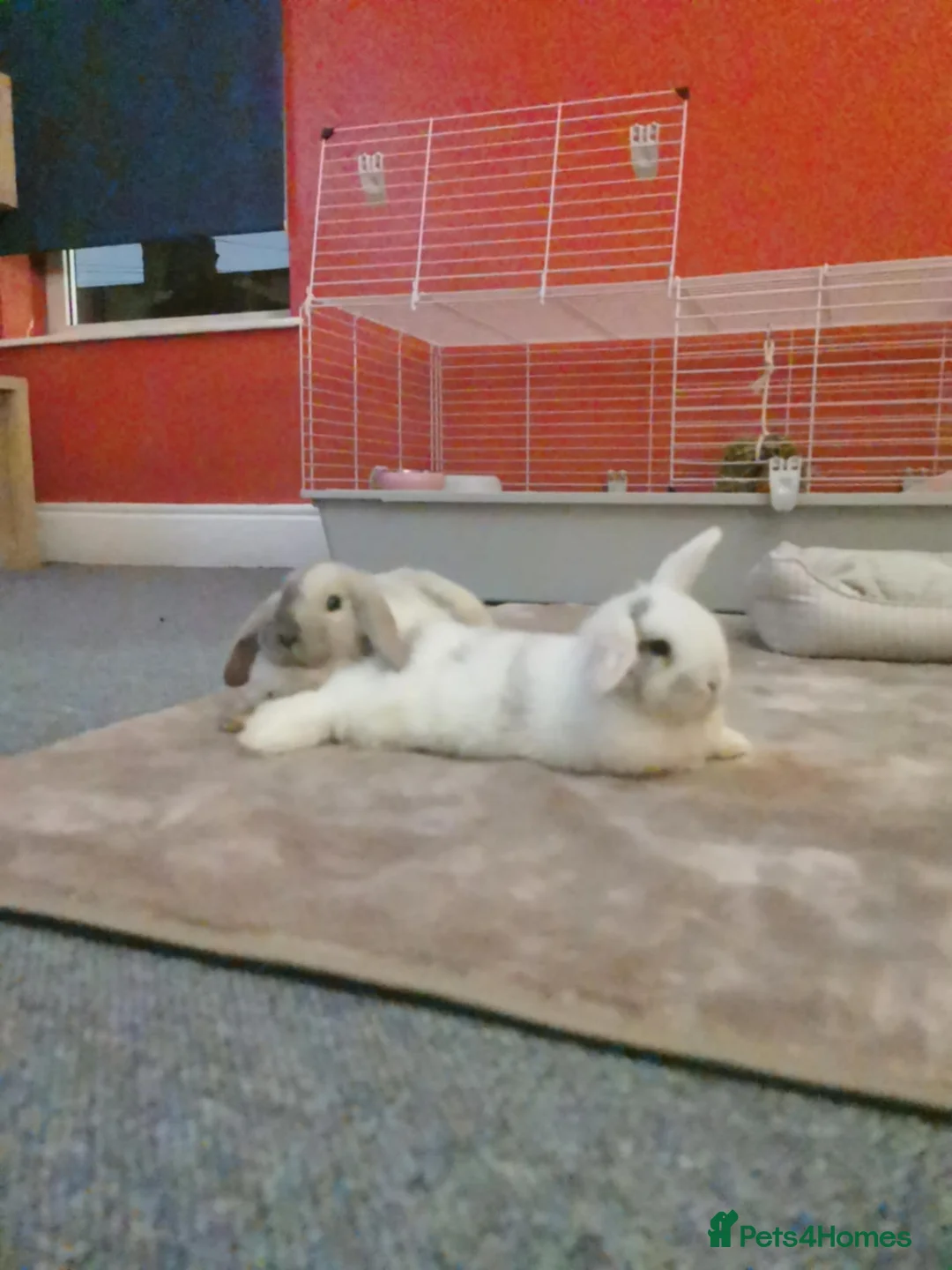 Mini Lop rabbits for sale: Mini lop - Advert 1