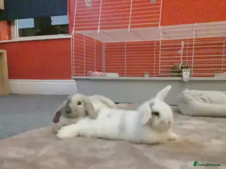 Mini Lop rabbits Mini lop - Advert 2