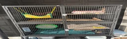Chinchilla rodents for sale: Female 8 month chinchilla with all equipment  - Advert 1