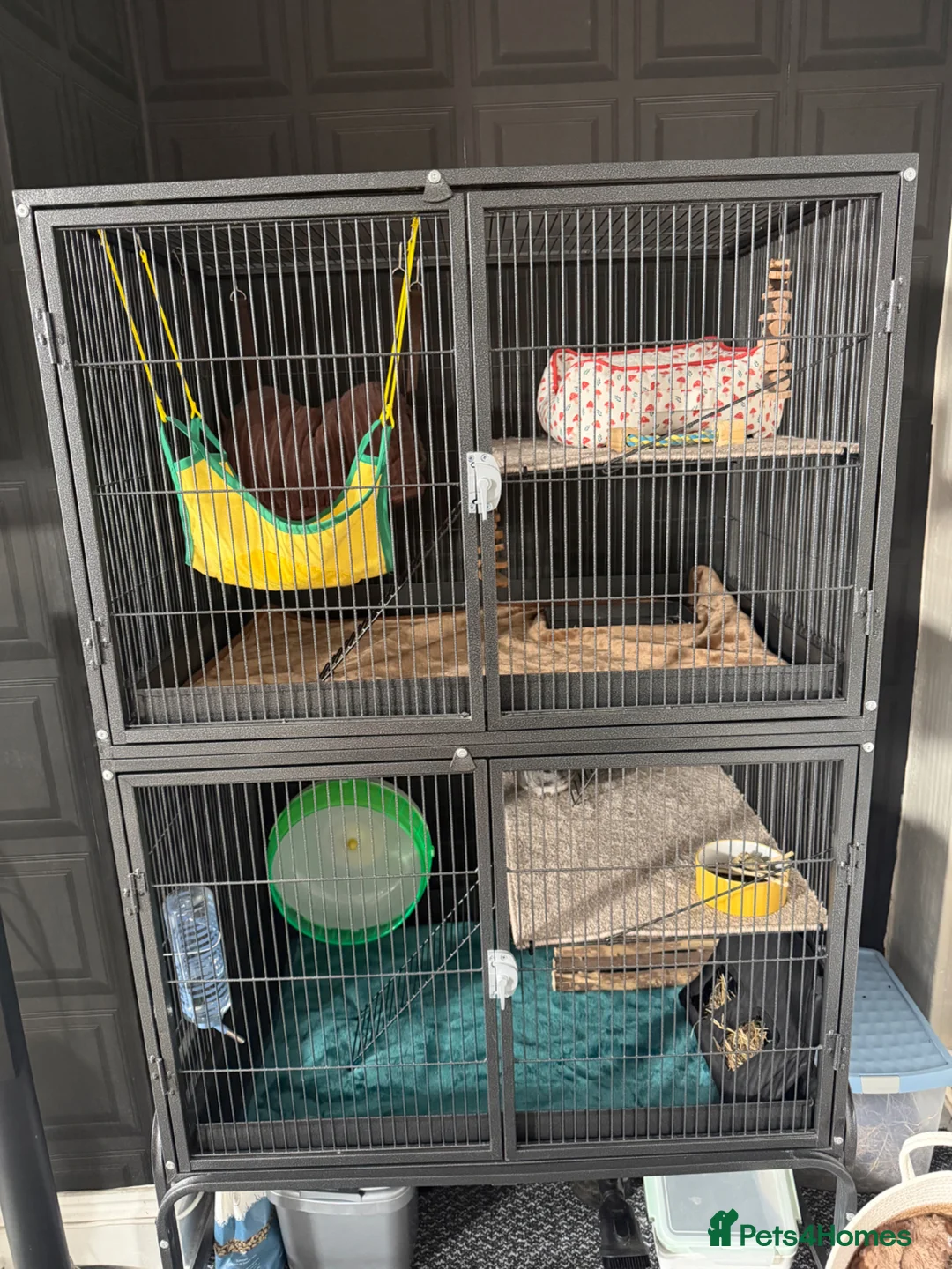 Chinchilla rodents for sale: Female 8 month chinchilla with all equipment  - Advert 1