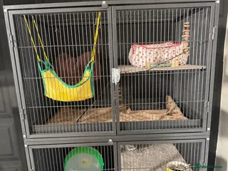 Chinchilla rodents Female 8 month chinchilla with all equipment - Advert 6