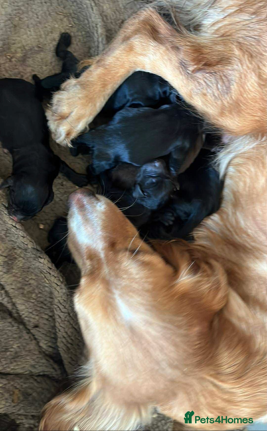 Cocker Spaniel dogs for sale: Cocker spaniel puppies x5 available 🏡  - Image 2