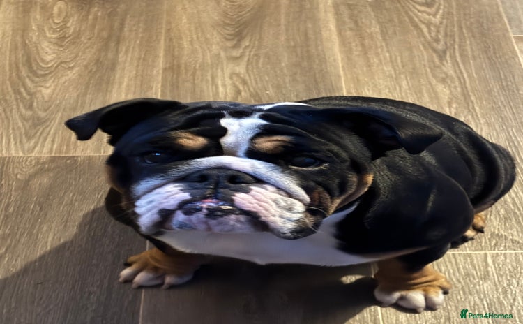 English Bulldog dogs - Advert 1