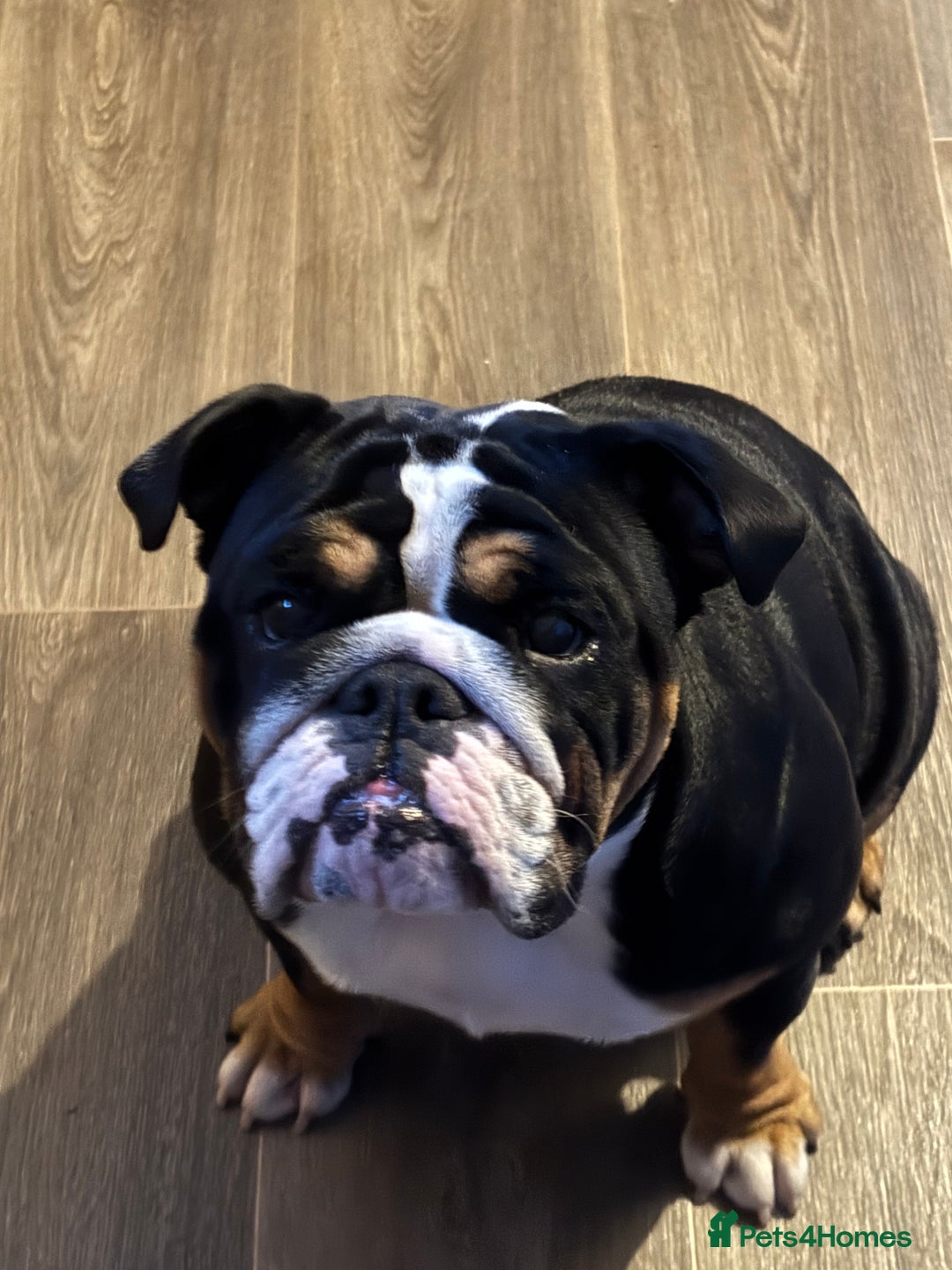 English Bulldog dogs for sale: English bulldog bitch please read description - Image 1