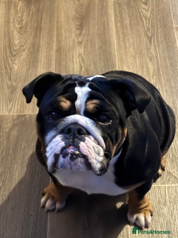English Bulldog dogs - Advert 1