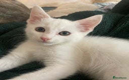 Domestic Shorthair cats for sale: Sweet boy Charlie - Image 2