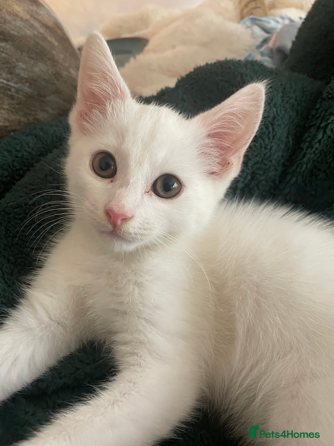 Domestic Shorthair cats for sale: Sweet boy Charlie - Image 2