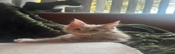 Maine Coon cats for sale: 🧡 Two Male Maine Coon Babies🧡 - Advert 3