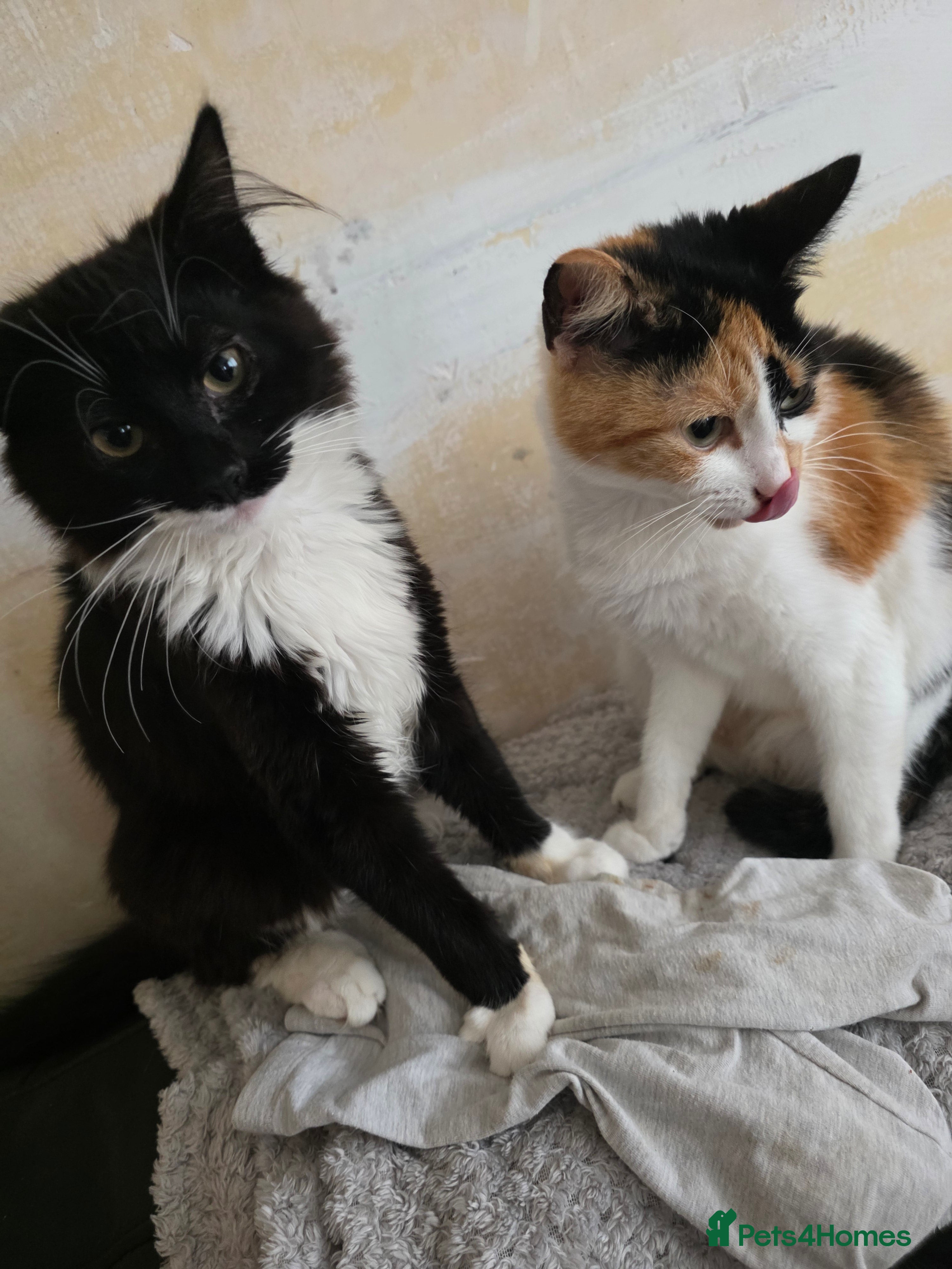 Mixed Breed cats Bob and Bemjamin - Advert 1