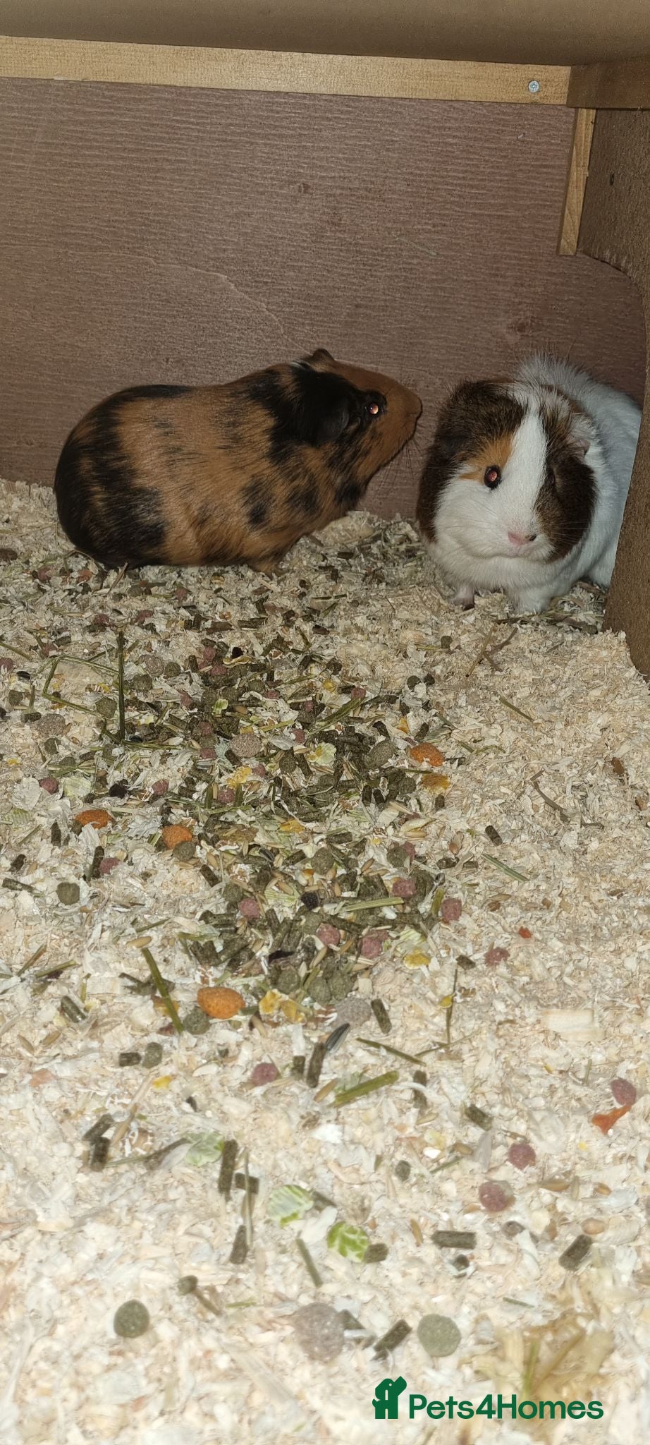 Guinea Pig rodents X2 guinea pigs with full set up! - Advert 2