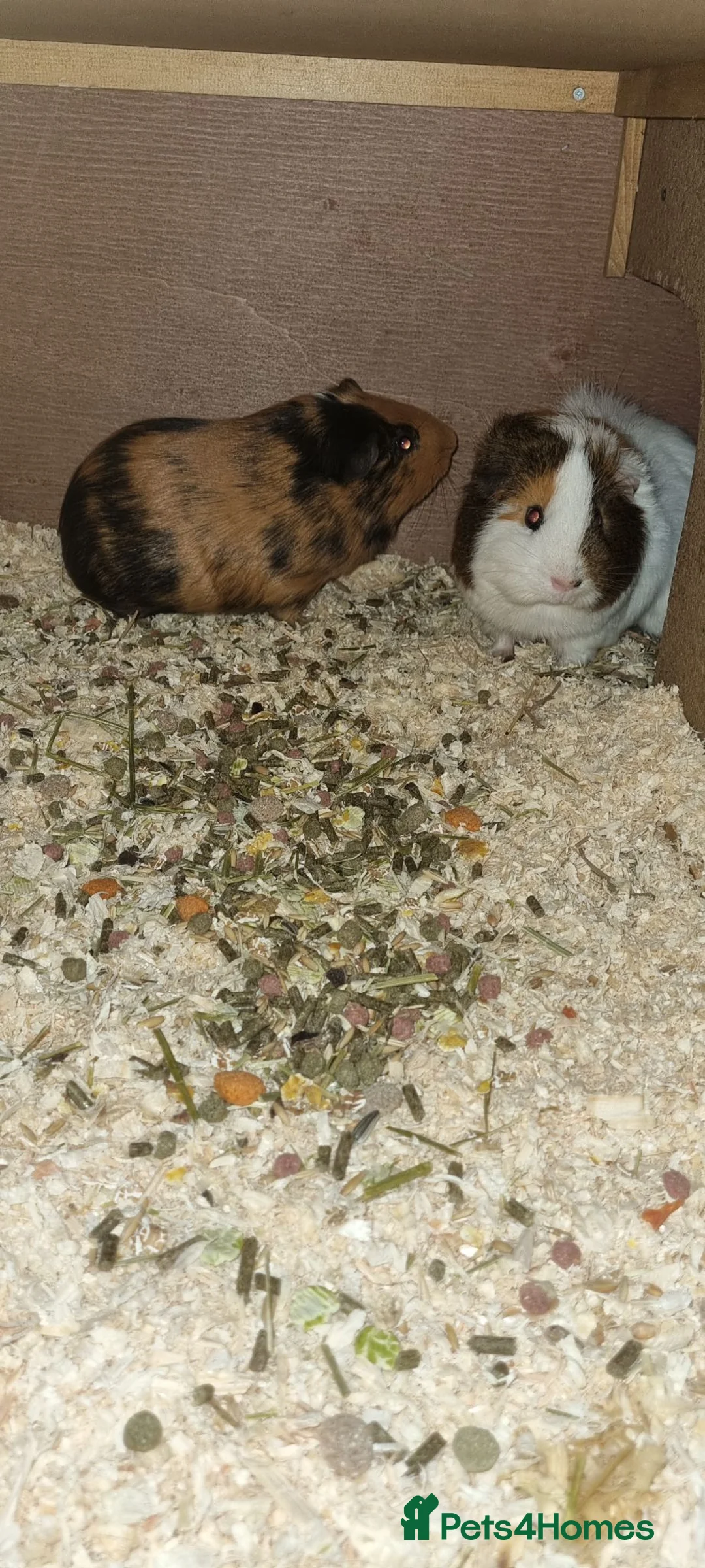 Guinea Pig rodents for sale: X2 guinea pigs with full set up! - Advert 2