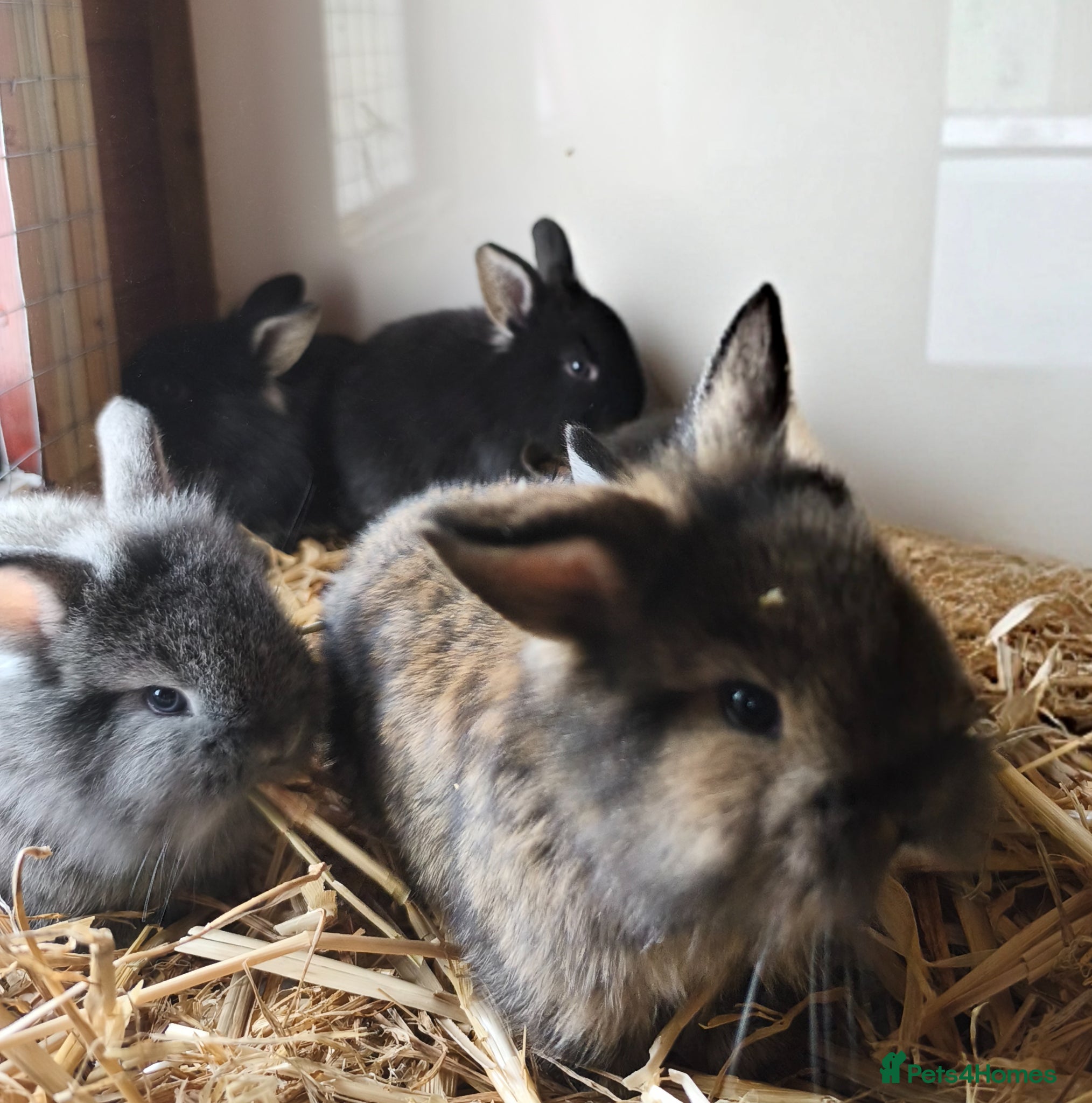 Mini Lop rabbits Rare Mini Lion Lop Babies for Sale  - Advert 2