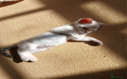 Bengal cats for sale: TICA Family-raised Bengal Kittens Vet Checked - Image 8