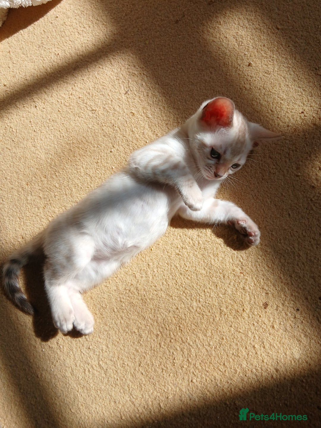 Bengal cats for sale: TICA Family-raised Bengal Kittens Vet Checked - Image 8