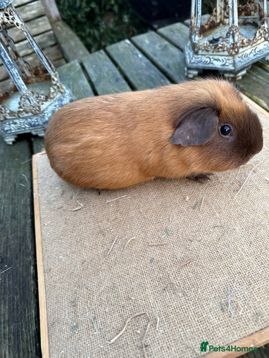 Guinea Pig rodents for sale: Pure bred California & Swiss guineapigs  - Advert 3