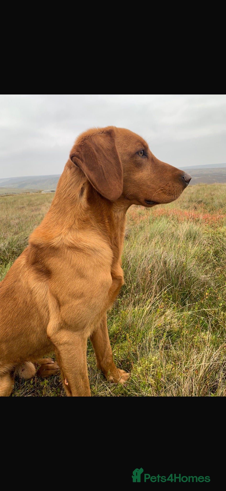 Labrador Retriever dogs Fox Red Proven KC Reg Labrador for Stud - Advert 3