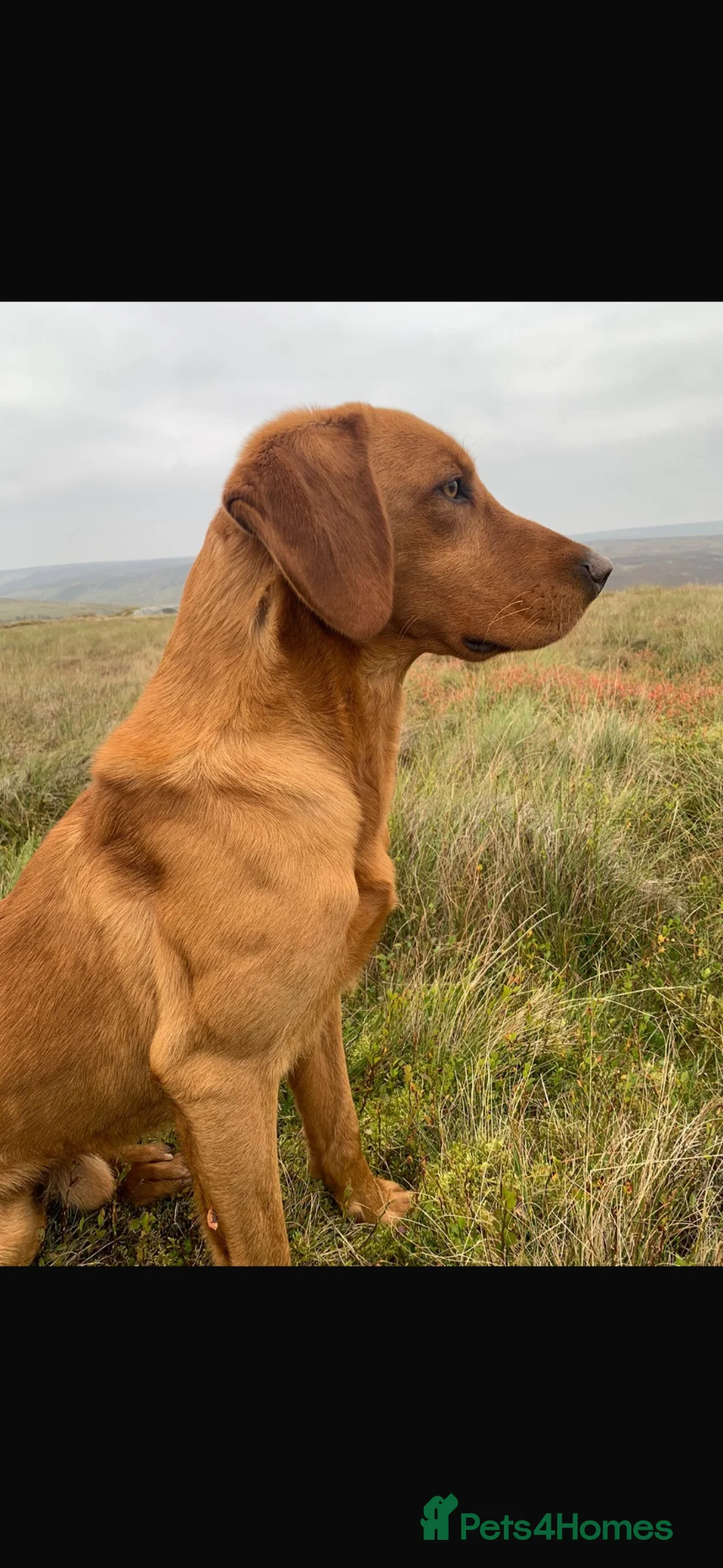 Labrador Retriever dogs for stud: Fox Red Proven KC Reg Labrador for Stud - Advert 1