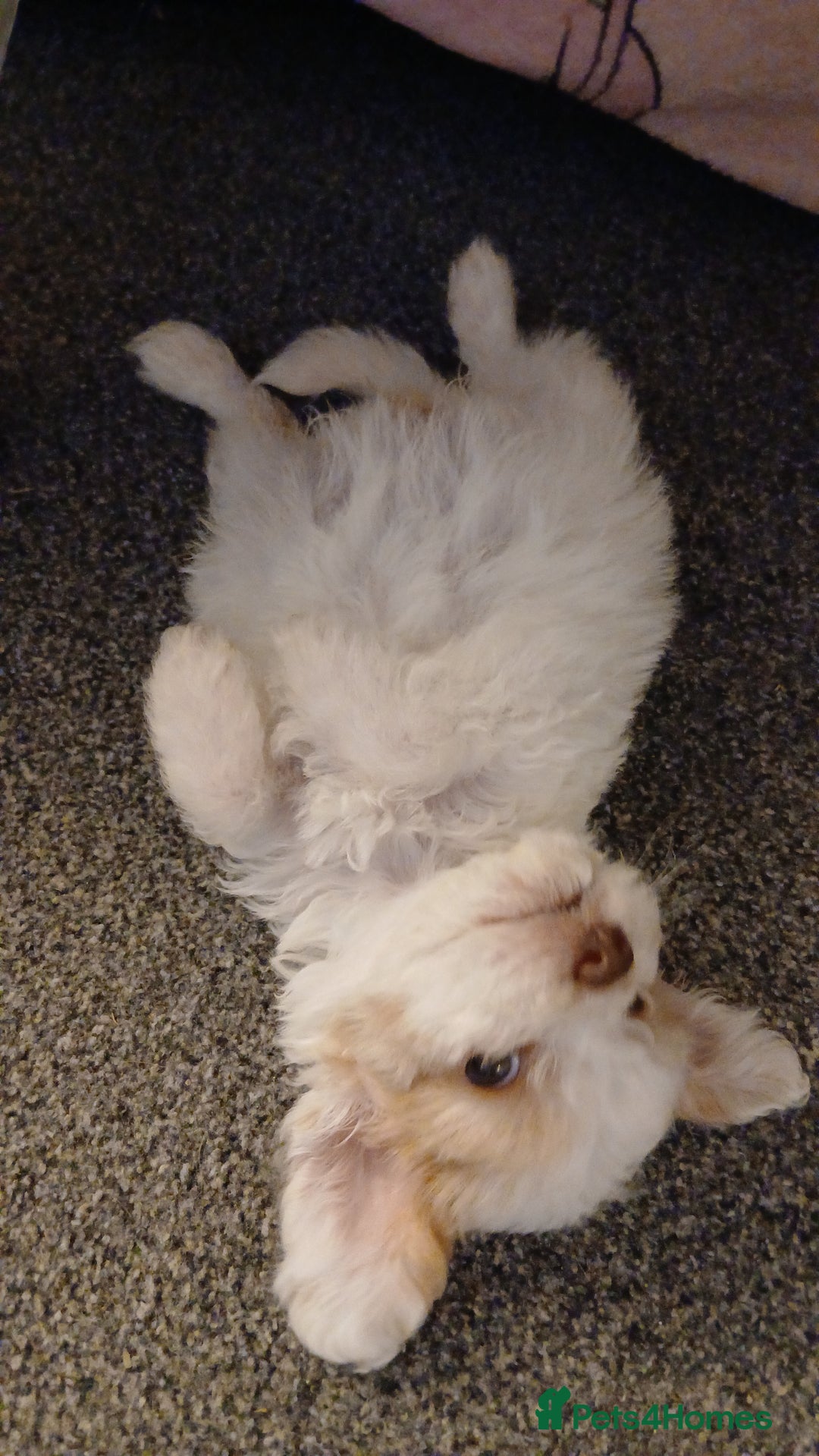 Mixed Breed dogs for sale: Springerpoo puppy  - Advert 21