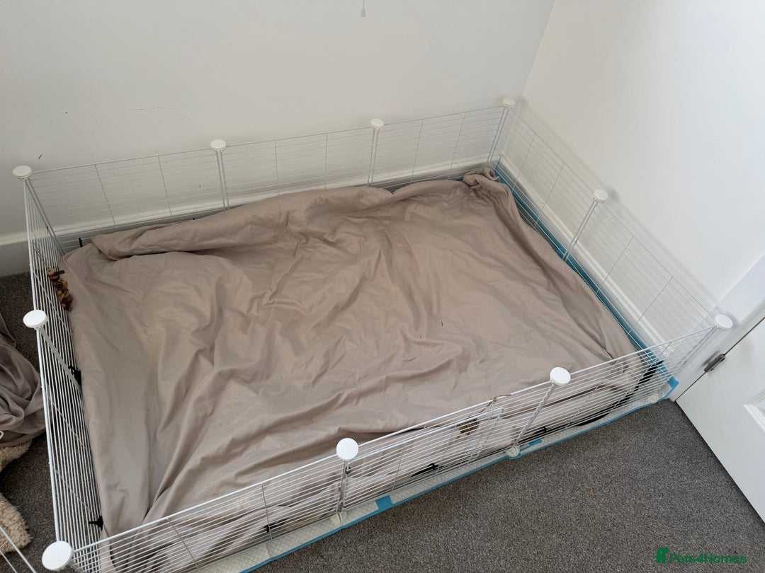 Guinea Pig rodents for sale: 1 skinny pig & 2 hair guinea pigs with set up  - Image 5