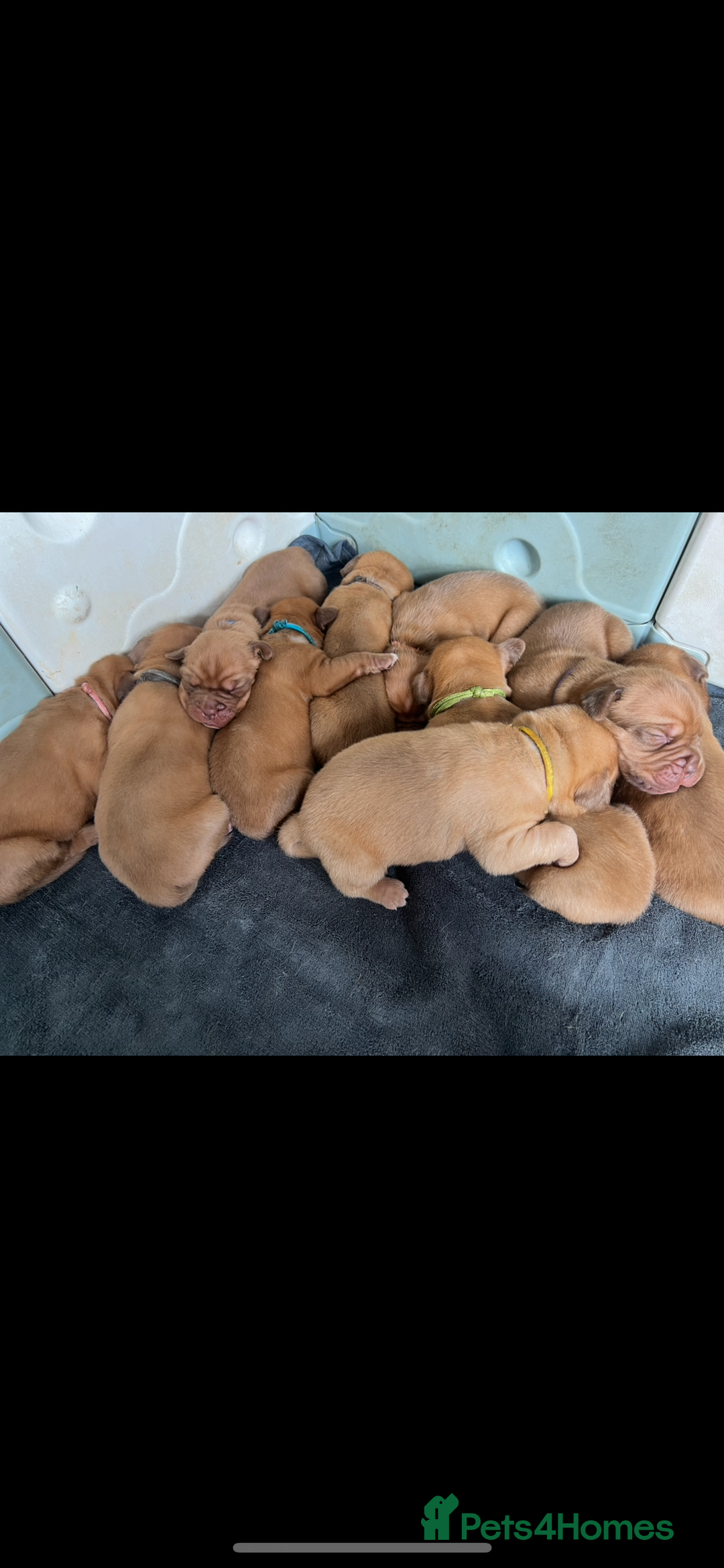 Dogue De Bordeaux dogs for sale: Kc registered Dogue de bordeaux puppies  - Image 5