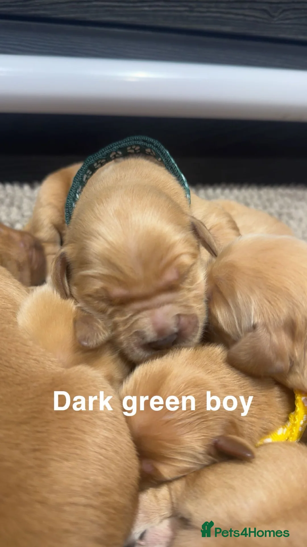 Golden Retriever dogs for sale: Stunning KC Golden Retrievers - Advert 22